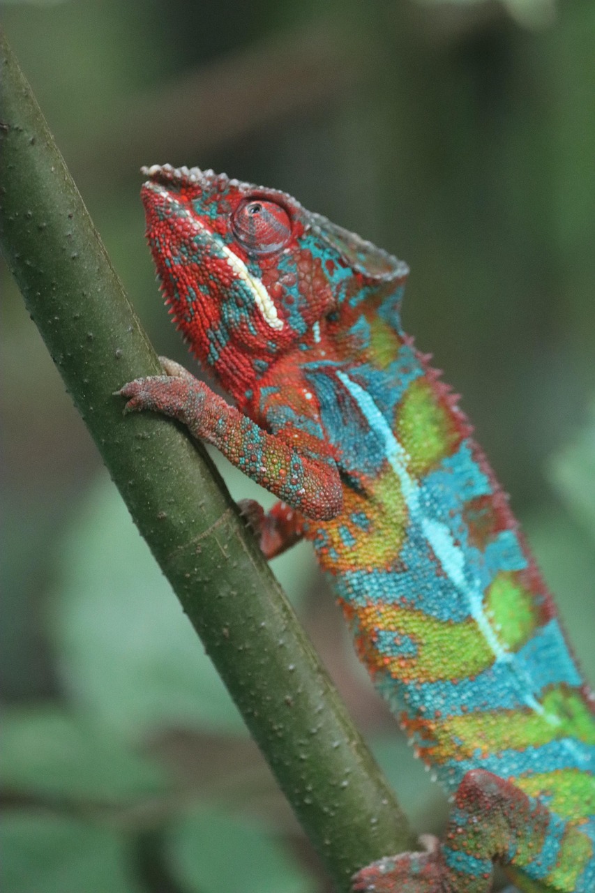 chameleon, reptile, lizard, animal, macro, nature, animal photography, wildlife, wilderness, rainforest, forest, chameleon, chameleon, chameleon, chameleon, chameleon, rainforest