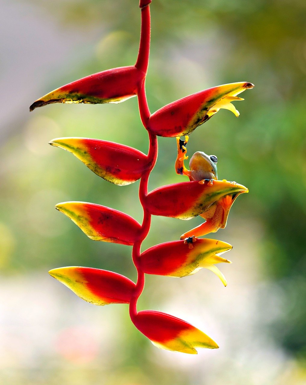 heliconia, lobster claws, flora, amphibian, frog, nature, animal, wildlife, nature, nature, nature, nature, nature