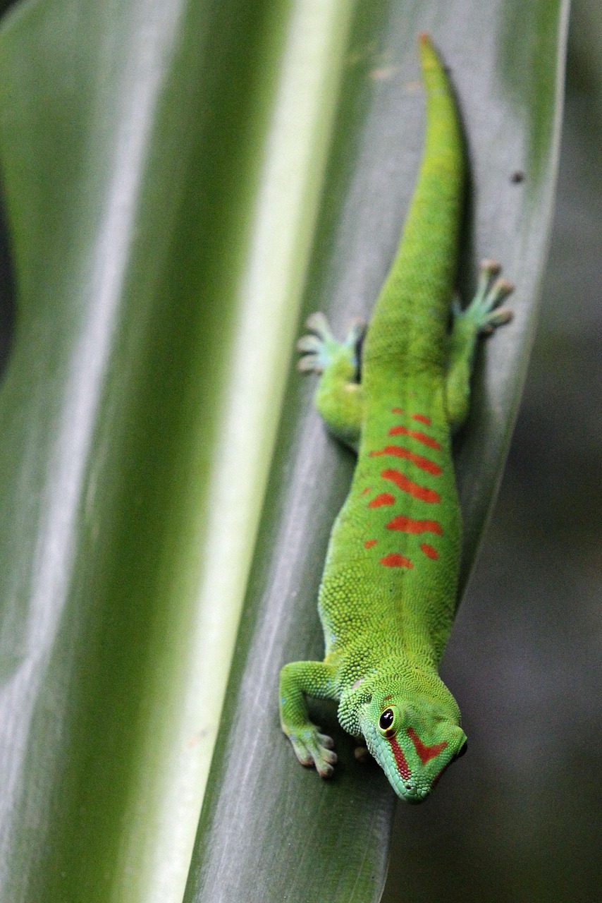 reptile, lizard, wildlife, nature, animal, gecko, tropical, leaf, rainforest, plant, close up, gecko, gecko, gecko, gecko, gecko, rainforest