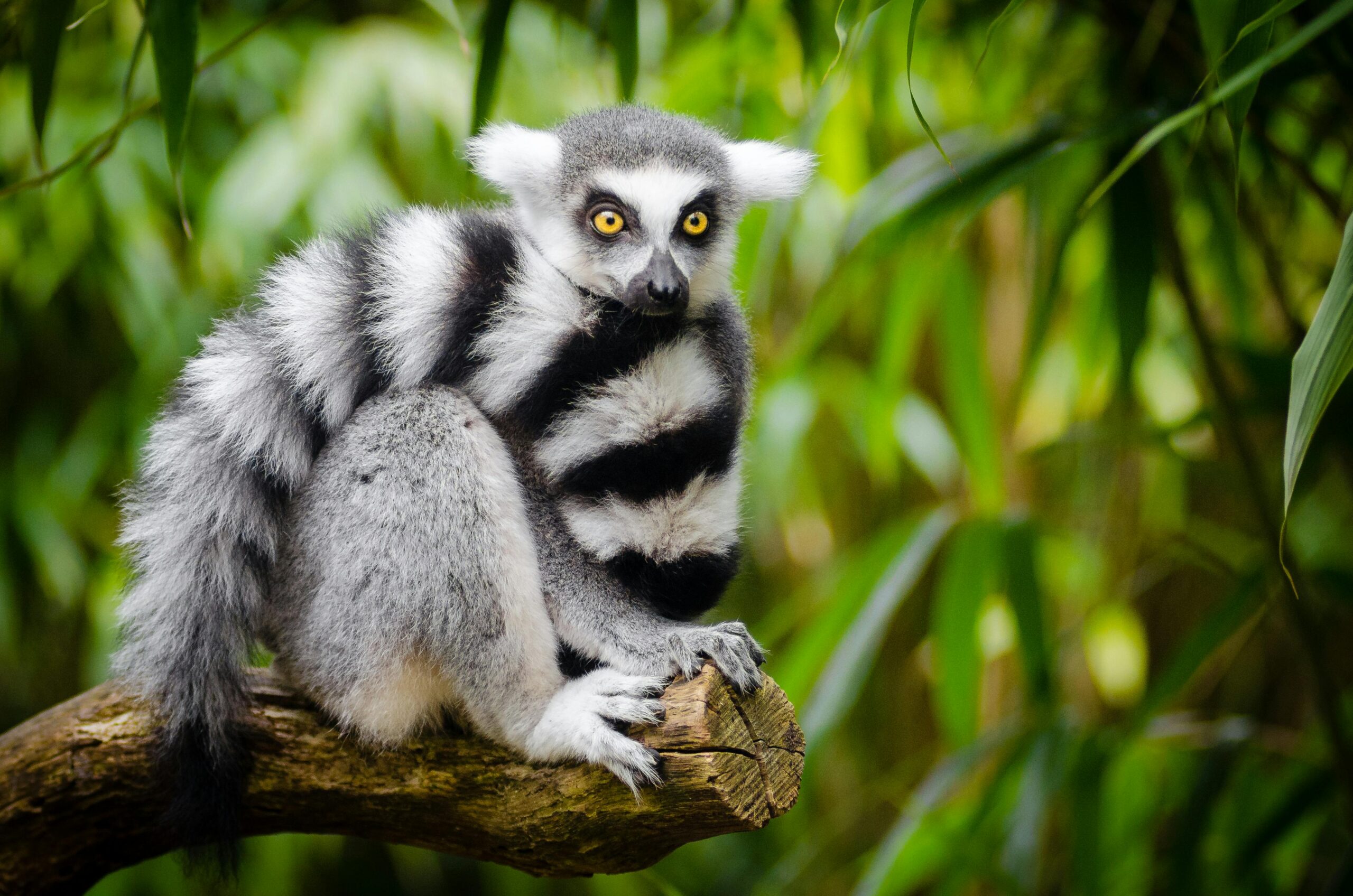 Close-up of a ring-tailed lemur sitting on a tree branch in the forest.