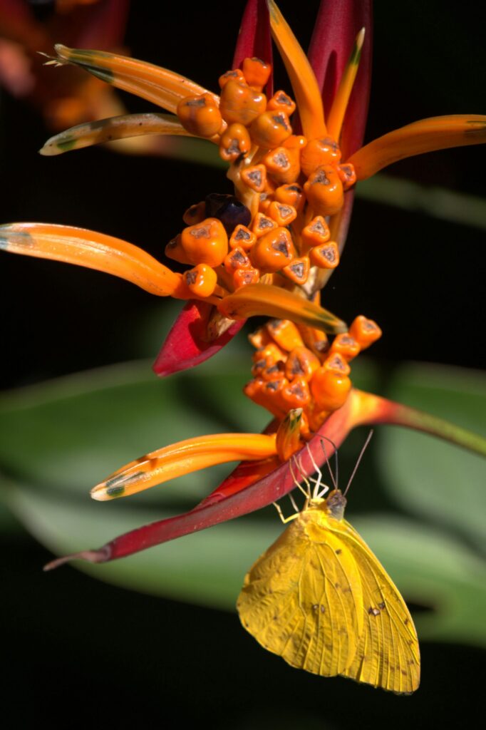 A close-up of a large orange sulfur butterfly on a False Bird-of-Paradise in vibrant detail.