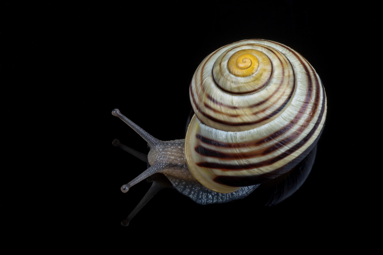 snail, slug, mollusk, sticky, invertebrates, 4k wallpaper, slime, hd wallpaper, desktop backgrounds, laptop wallpaper, wallpaper 4k, closeup, wallpaper hd, free wallpaper, shell, beautiful wallpaper, cool backgrounds, windows wallpaper, sliding, 4k wallpaper 1920x1080, nature, isolated, full hd wallpaper, free background, mac wallpaper, animal, macro, background