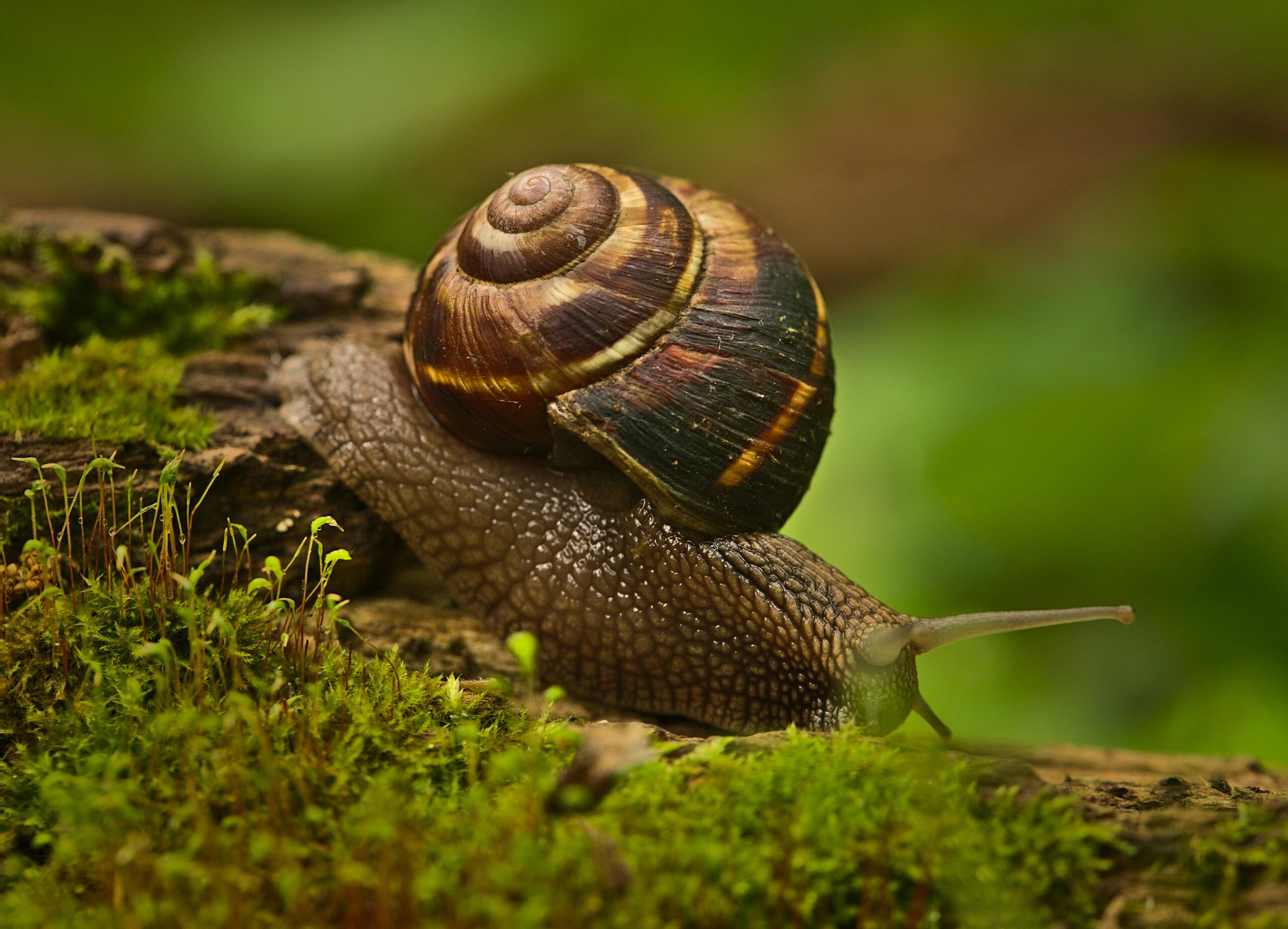 A detailed close-up of a snail on a mossy log, showcasing nature's intricate beauty.